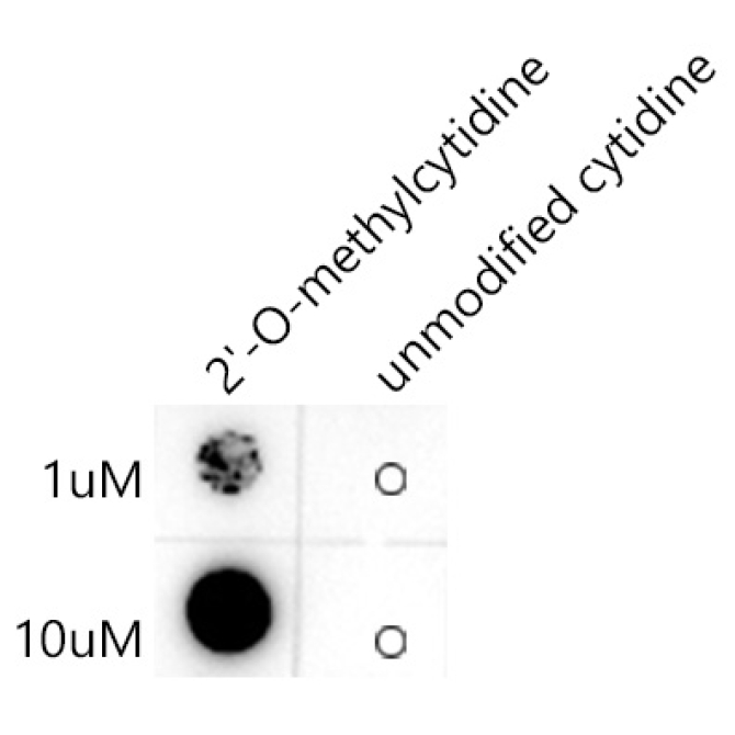 2'-O-methylcytidine/ Cm Rabbit Monoclonal Antibody