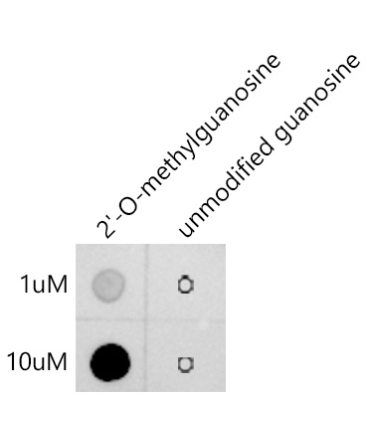 2'-O-Methylguanosine(Gm) Rabbit Monoclonal Antibody