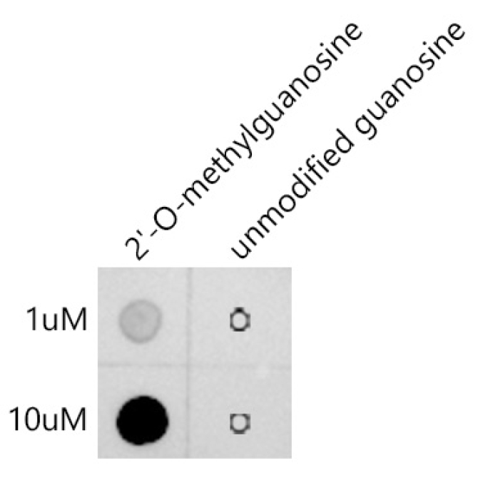 2'-O-Methylguanosine(Gm) Rabbit Monoclonal Antibody
