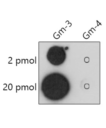 2'-O-Methylguanosine(Gm) Rabbit Polyclonal Antibody