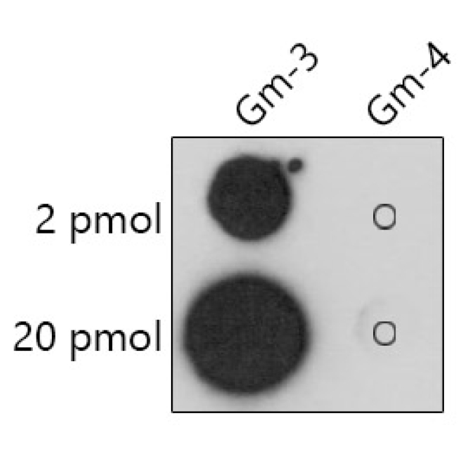 2'-O-Methylguanosine(Gm) Rabbit Polyclonal Antibody
