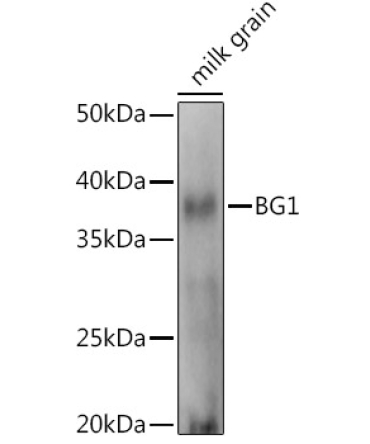 BG1 Rabbit Polyclonal Antibody