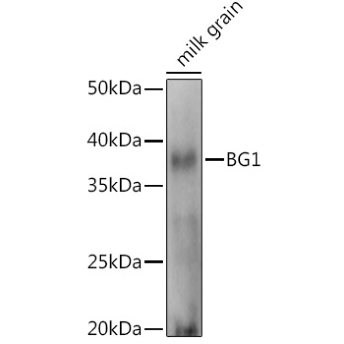 BG1 Rabbit Polyclonal Antibody