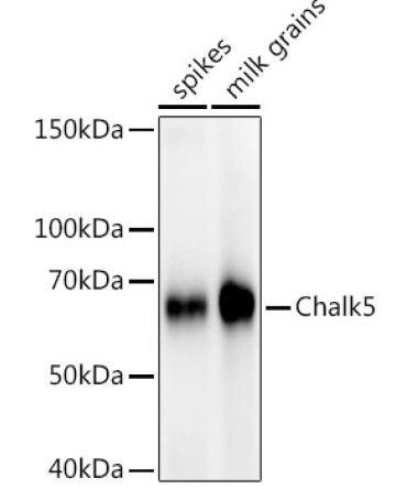 Chalk5 Rabbit Polyclonal Antibody