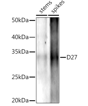 D27 Rabbit Polyclonal Antibody