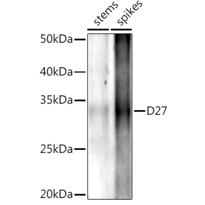 D27 Rabbit Polyclonal Antibody