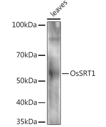 OsSRT1 Rabbit Polyclonal Antibody