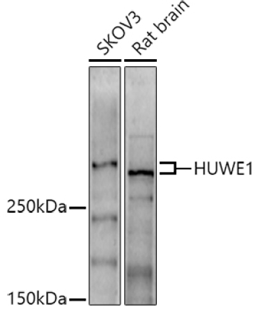 HUWE1 Rabbit Polyclonal Antibody