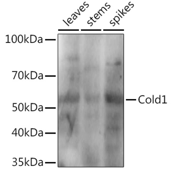 Cold1 Rabbit Polyclonal Antibody