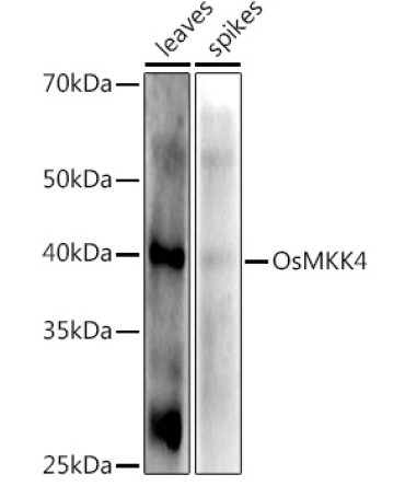 OsMKK4 Rabbit Polyclonal Antibody