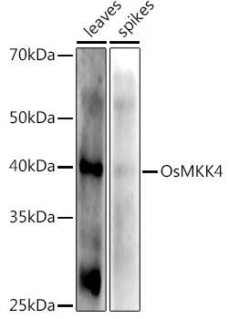 OsMKK4 Rabbit Polyclonal Antibody