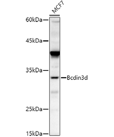 Bcdin3d Rabbit Polyclonal Antibody