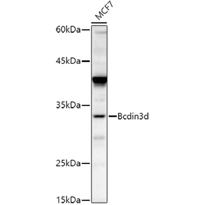 Bcdin3d Rabbit Polyclonal Antibody