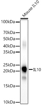 IL10 Rabbit Polyclonal Antibody