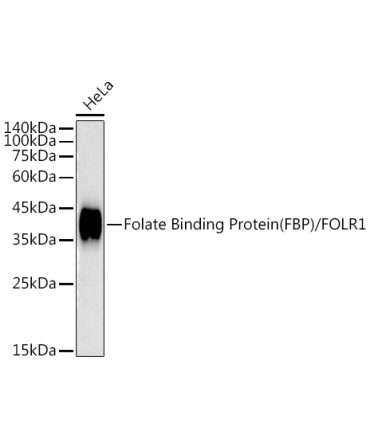 Folate Binding Protein(FBP) / FOLR1 Rabbit Monoclonal Antibody