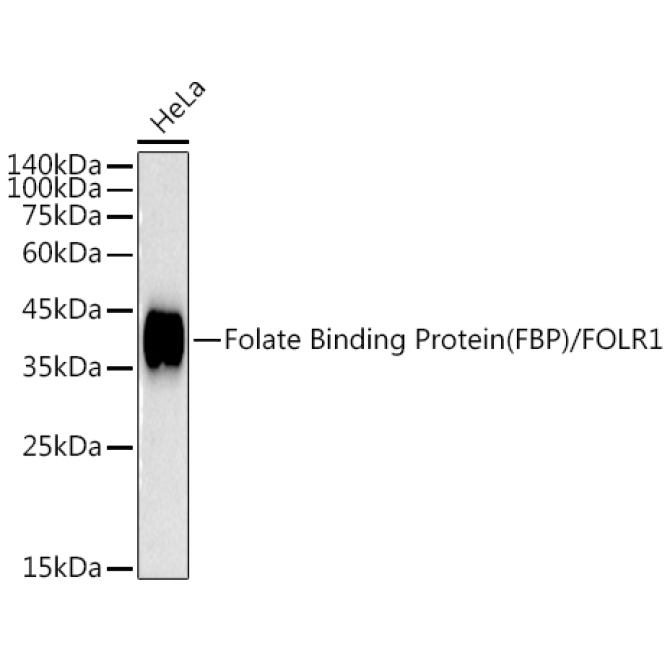 Folate Binding Protein(FBP) / FOLR1 Rabbit Monoclonal Antibody