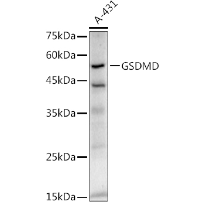 GSDMD (Full length+C terminal) Rabbit Monoclonal Antibody
