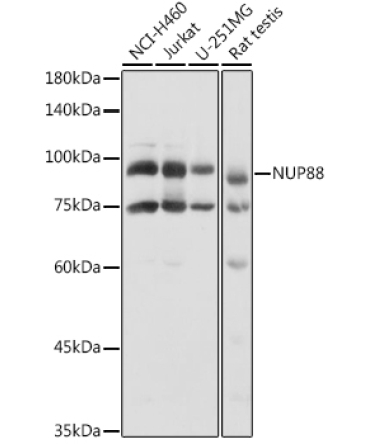 NUP88 Rabbit Polyclonal Antibody