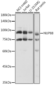 NUP88 Rabbit Polyclonal Antibody