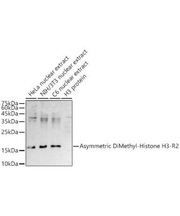 Asymmetric DiMethyl-Histone H3-R2 Rabbit Polyclonal Antibody