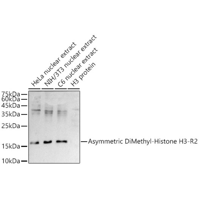 Asymmetric DiMethyl-Histone H3-R2 Rabbit Polyclonal Antibody