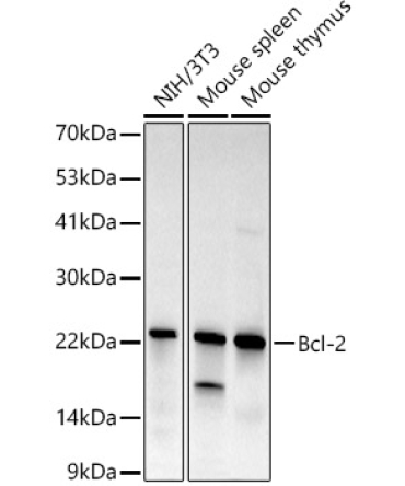 Bcl-2 Rabbit Monoclonal Antibody