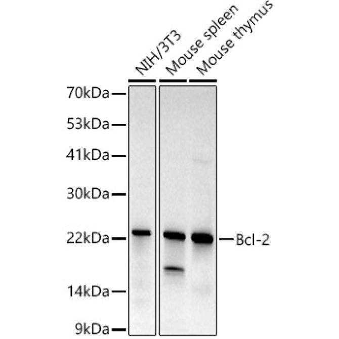 Bcl-2 Rabbit Monoclonal Antibody