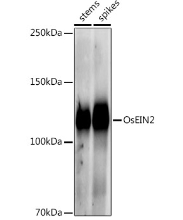 OsEIN2 Rabbit Polyclonal Antibody