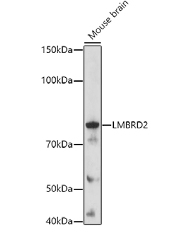 LMBRD2 Rabbit Polyclonal Antibody