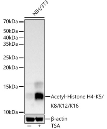 Acetyl-Histone H4-K5/K8/K12/K16 Rabbit Polyclonal Antibody