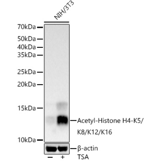 Acetyl-Histone H4-K5/K8/K12/K16 Rabbit Polyclonal Antibody