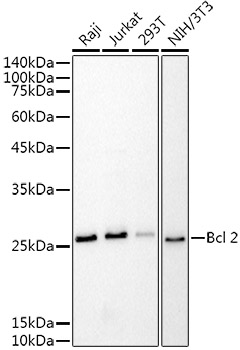Bcl-2 Mouse Monoclonal Antibody