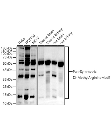 Pan-Symmetric Di-Methyl Arginine Motif Rabbit Monoclonal Antibody