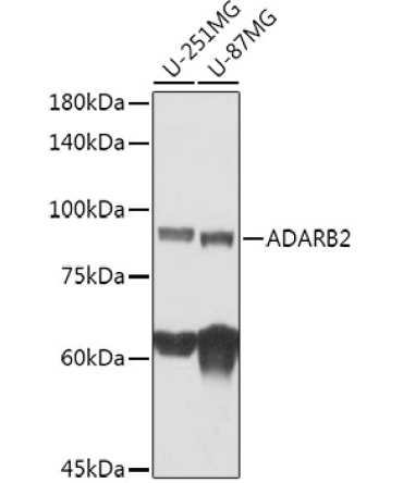 ADARB2 Rabbit Polyclonal Antibody