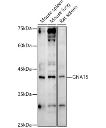 GNA15 Rabbit Polyclonal Antibody