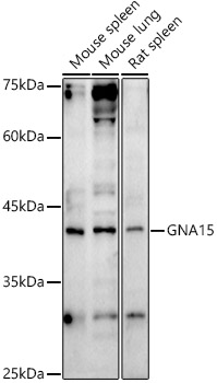 GNA15 Rabbit Polyclonal Antibody