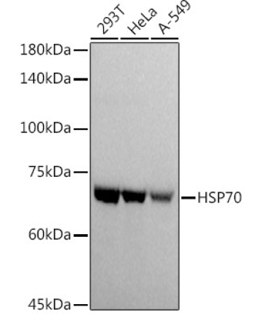 HSP70 Rabbit Polyclonal Antibody