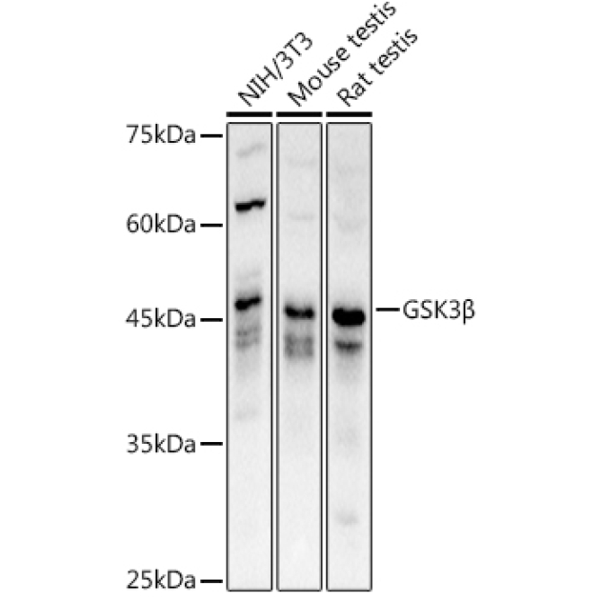 GSK3Beta Rabbit Polyclonal Antibody