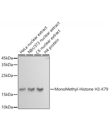 MonoMethyl-Histone H3-K79 Rabbit Polyclonal Antibody