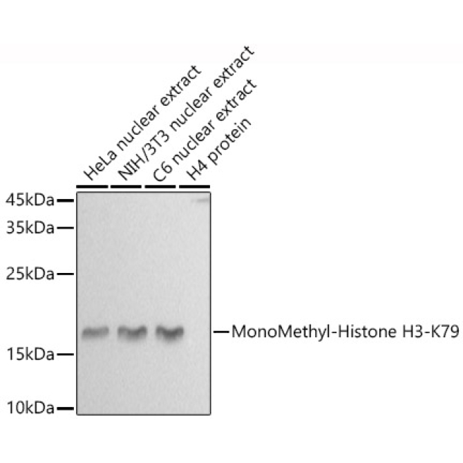 MonoMethyl-Histone H3-K79 Rabbit Polyclonal Antibody