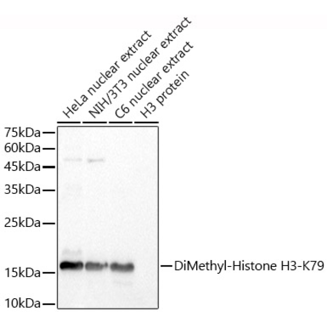 DiMethyl-Histone H3-K79 Rabbit Polyclonal Antibody