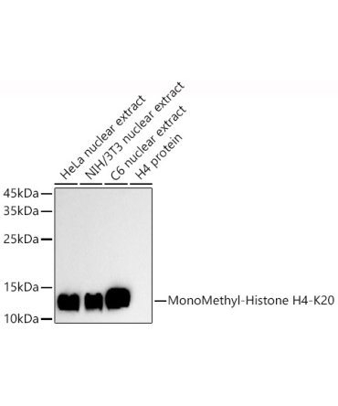 MonoMethyl-Histone H4-K20 Rabbit Polyclonal Antibody