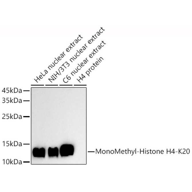 MonoMethyl-Histone H4-K20 Rabbit Polyclonal Antibody