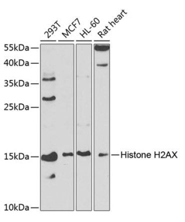 Histone H2AX Rabbit Polyclonal Antibody