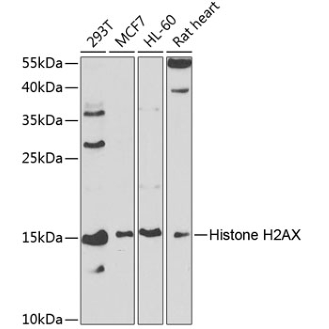 Histone H2AX Rabbit Polyclonal Antibody