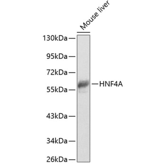 HNF4A Rabbit Polyclonal Antibody