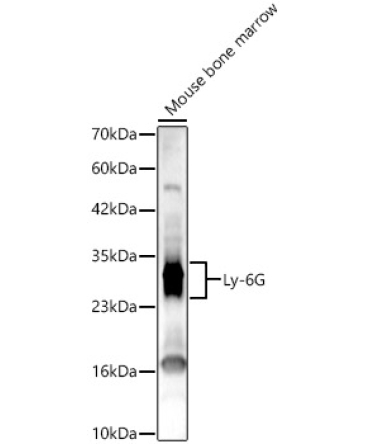 Ly-6G Rabbit Polyclonal Antibody