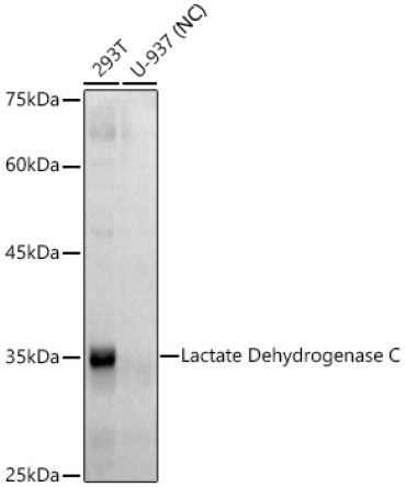 Lactate Dehydrogenase C Rabbit Monoclonal Antibody