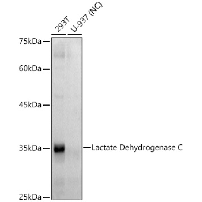Lactate Dehydrogenase C Rabbit Monoclonal Antibody