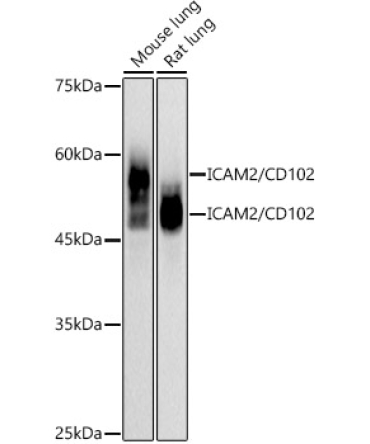ICAM2 / CD102 Rabbit Monoclonal Antibody